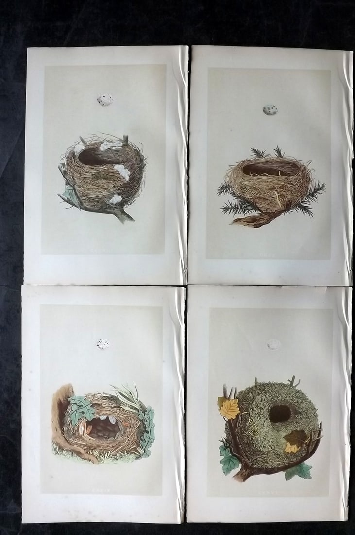 Morris, Francis 1870 Lot of 4 Antique Bird Nest Prints: Woodblocks Published 1870, London for "A Natural History of the Nests and Eggs of British Birds" By the Rev. Francis Orpen Morris, printed Benjamin Fawcett. With accompanying descriptive text. Paper S