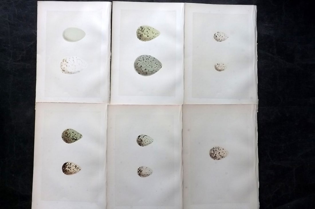 Morris, Francis 1870 Lot of 6 Antique Bird Egg Prints: Woodblocks Published 1870, London for "A Natural History of the Nests and Eggs of British Birds" By the Rev. Francis Orpen Morris, printed Benjamin Fawcett. With accompanying descriptive text. Paper S