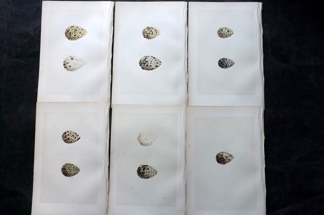 Morris, Francis 1870 Lot of 6 Antique Bird Egg Prints: Woodblocks Published 1870, London for "A Natural History of the Nests and Eggs of British Birds" By the Rev. Francis Orpen Morris, printed Benjamin Fawcett. With accompanying descriptive text. Paper S