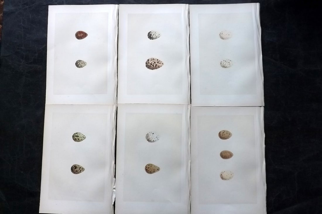 Morris, Francis 1870 Lot of 6 Antique Bird Egg Prints: Woodblocks Published 1870, London for "A Natural History of the Nests and Eggs of British Birds" By the Rev. Francis Orpen Morris, printed Benjamin Fawcett. With accompanying descriptive text. Paper S