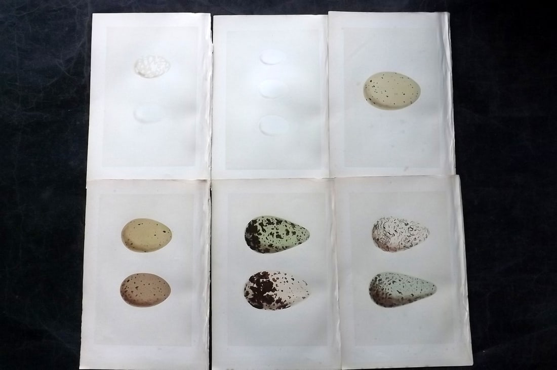 Morris, Francis 1870 Lot of 6 Antique Bird Egg Prints: Woodblocks Published 1870, London for "A Natural History of the Nests and Eggs of British Birds" By the Rev. Francis Orpen Morris, printed Benjamin Fawcett. With accompanying descriptive text. Paper S