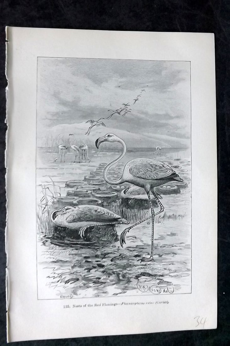 Pouchet, F. A. C1890 Bird Print. Nests of Red Flamingo: Wood Engraving (Reverse side blank) Published C1890, London for "The Universe: Or, The Infinitely Great and The Infinitely Little" by F. A. Pouchet. Paper Size: 8.5 x 5.5 inch (22 x 14cm) Good Conditi