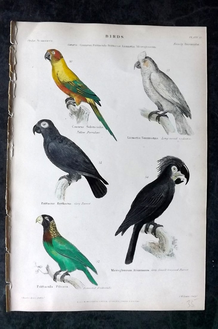 Richardson, John 1862 Hand Col Bird Print. Parrot, Cockatoo, Parakeet (1 of 1)
