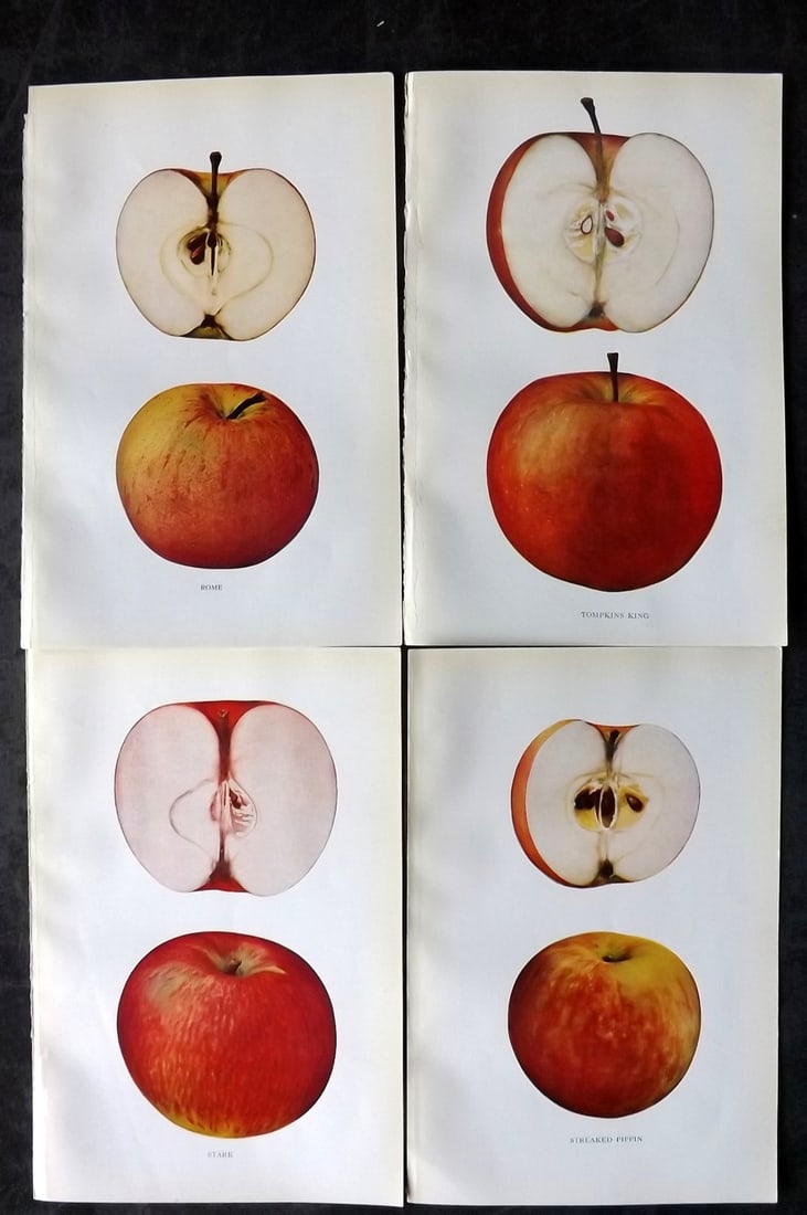Beach, S A. 1905 Lot of 4 Color Fruit Prints. Apples of New York: Halftones Published 1905, Albany for "The Apples of New York" by S. A. Beach, N. O. Booth and O. M. Taylor. Paper Size: 9 x 6 inch (23 x 15cm) Good Condition