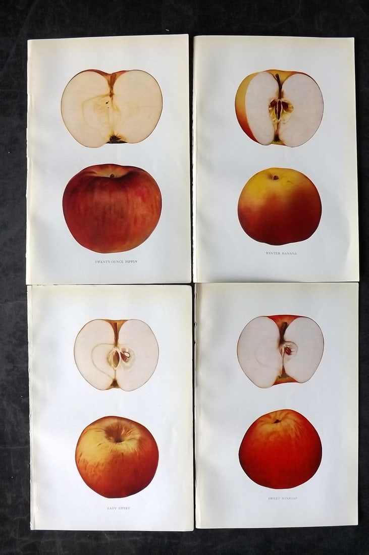 Beach, S A. 1905 Lot of 4 Color Fruit Prints. Apples of New York: Halftones Published 1905, Albany for "The Apples of New York" by S. A. Beach, N. O. Booth and O. M. Taylor. Paper Size: 9 x 6 inch (23 x 15cm) Good Condition