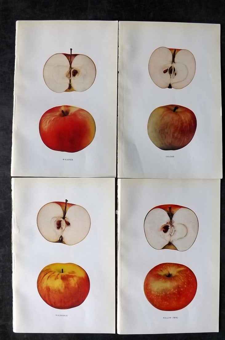Beach, S A. 1905 Lot of 4 Color Fruit Prints. Apples of New York: Halftones Published 1905, Albany for "The Apples of New York" by S. A. Beach, N. O. Booth and O. M. Taylor. Paper Size: 9 x 6 inch (23 x 15cm) Good Condition