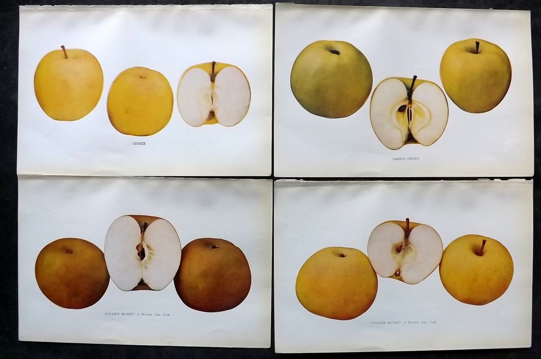 Beach, S A. 1905 Lot of 4 Color Fruit Prints. Apples of New York: Halftones Published 1905, Albany for "The Apples of New York" by S. A. Beach, N. O. Booth and O. M. Taylor. Paper Size: 9 x 6 inch (23 x 15cm) Good Condition