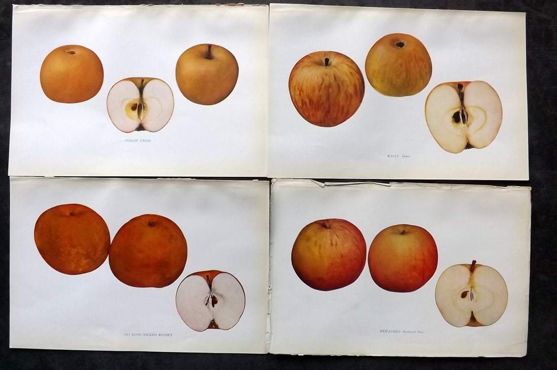 Beach, S A. 1905 Lot of 4 Color Fruit Prints. Apples of New York: Halftones Published 1905, Albany for "The Apples of New York" by S. A. Beach, N. O. Booth and O. M. Taylor. Paper Size: 9 x 6 inch (23 x 15cm) Good Condition