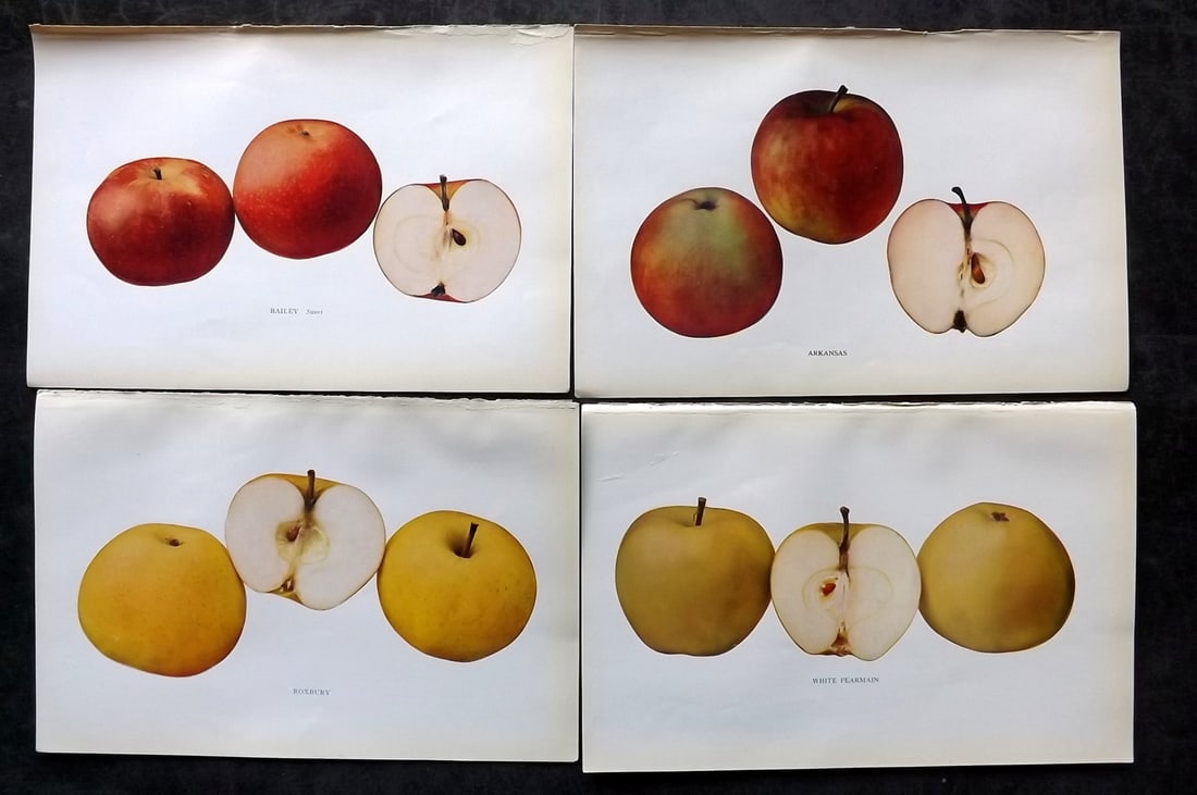 Beach, S A. 1905 Lot of 4 Color Fruit Prints. Apples of New York: Halftones Published 1905, Albany for "The Apples of New York" by S. A. Beach, N. O. Booth and O. M. Taylor. Paper Size: 9 x 6 inch (23 x 15cm) Good Condition