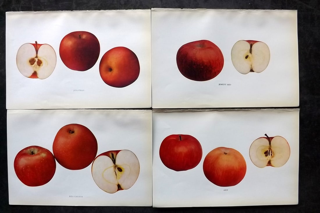 Beach, S A. 1905 Lot of 4 Color Fruit Prints. Apples of New York: Halftones Published 1905, Albany for "The Apples of New York" by S. A. Beach, N. O. Booth and O. M. Taylor. Paper Size: 9 x 6 inch (23 x 15cm) Good Condition