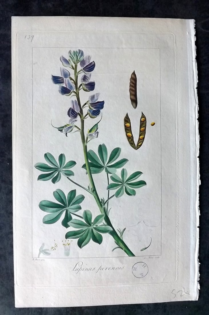 Bessa, Pancrace 1817 Hand Col Botanical. Lupinus Perennis 139 (1 of 1)