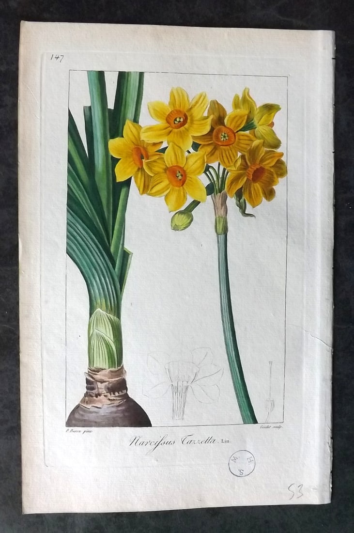 Bessa, Pancrace 1817 Hand Col Botanical. Narcissus 147 (1 of 1)