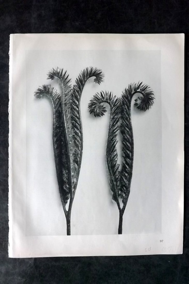 Blossfeldt, Karl 1928 First Edition Botanical Print 97: Photogravure Published 1928, Berlin for "Urformen der Kunst" by Karl Blossfeldt. First and Best Edition with the reverse side blank. Printed in Germany. Paper Size: 12.5 x 9.5 inch (32 x 24cm) Good Co