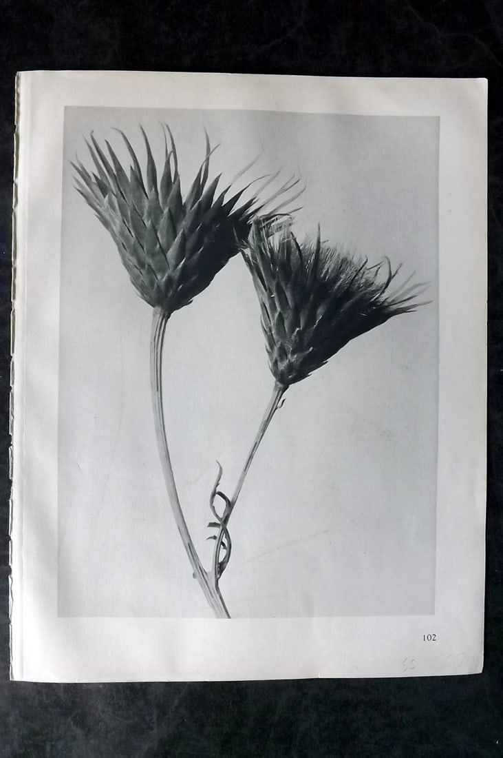 Blossfeldt, Karl 1928 First Edition Botanical Print 102: Photogravure Published 1928, Berlin for "Urformen der Kunst" by Karl Blossfeldt. First and Best Edition with the reverse side blank. Printed in Germany. Paper Size: 12.5 x 9.5 inch (32 x 24cm) Good Co
