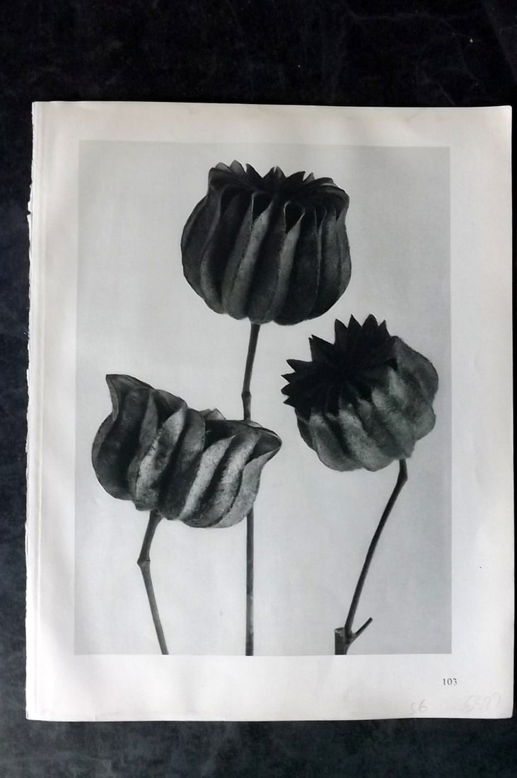 Blossfeldt, Karl 1928 First Edition Botanical Print 103: Photogravure Published 1928, Berlin for "Urformen der Kunst" by Karl Blossfeldt. First and Best Edition with the reverse side blank. Printed in Germany. Paper Size: 12.5 x 9.5 inch (32 x 24cm) Good Co
