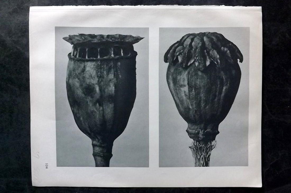 Blossfeldt, Karl 1928 First Edition Botanical Print 104: Photogravure Published 1928, Berlin for "Urformen der Kunst" by Karl Blossfeldt. First and Best Edition with the reverse side blank. Printed in Germany. Paper Size: 12.5 x 9.5 inch (32 x 24cm) Good Co
