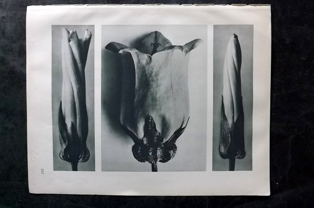 Blossfeldt, Karl 1928 First Edition Botanical Print 107: Photogravure Published 1928, Berlin for "Urformen der Kunst" by Karl Blossfeldt. First and Best Edition with the reverse side blank. Printed in Germany. Paper Size: 12.5 x 9.5 inch (32 x 24cm) Good Co