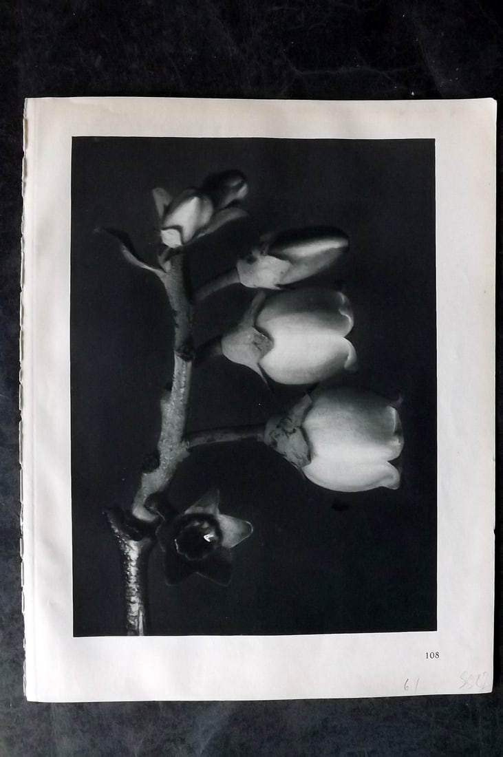 Blossfeldt, Karl 1928 First Edition Botanical Print 108 (1 of 1)