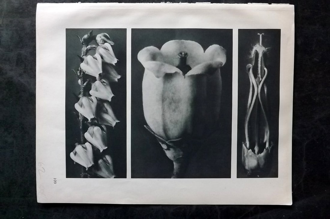 Blossfeldt, Karl 1928 First Edition Botanical Print 109 (1 of 1)