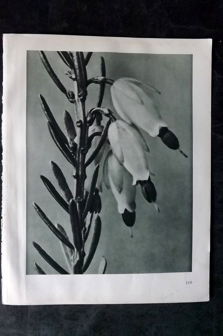 Blossfeldt, Karl 1928 First Edition Botanical Print 110: Photogravure Published 1928, Berlin for "Urformen der Kunst" by Karl Blossfeldt. First and Best Edition with the reverse side blank. Printed in Germany. Paper Size: 12.5 x 9.5 inch (32 x 24cm) Good Co