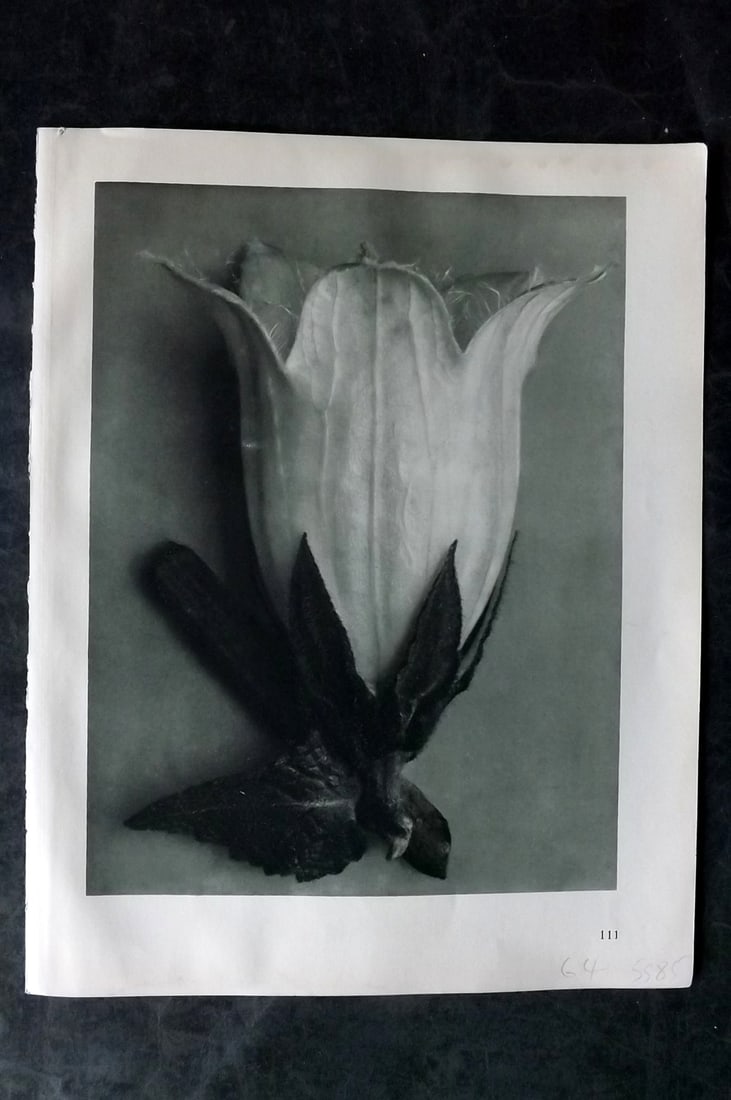 Blossfeldt, Karl 1928 First Edition Botanical Print 111 (1 of 1)