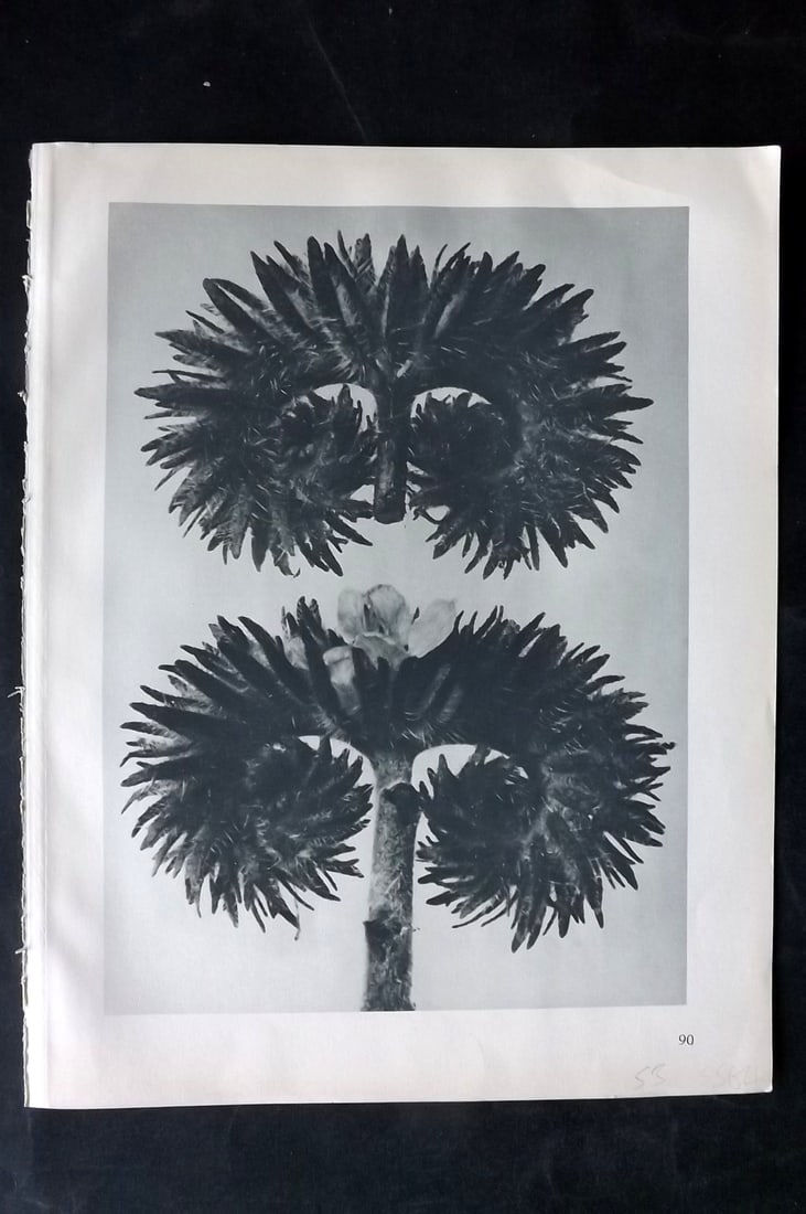 Blossfeldt, Karl 1928 First Edition Botanical Print 90: Photogravure Published 1928, Berlin for "Urformen der Kunst" by Karl Blossfeldt. First and Best Edition with the reverse side blank. Printed in Germany. Paper Size: 12.5 x 9.5 inch (32 x 24cm) Good Co