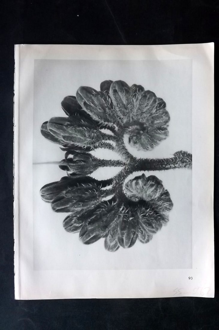 Blossfeldt, Karl 1928 First Edition Botanical Print 93: Photogravure Published 1928, Berlin for "Urformen der Kunst" by Karl Blossfeldt. First and Best Edition with the reverse side blank. Printed in Germany. Paper Size: 12.5 x 9.5 inch (32 x 24cm) Good Co