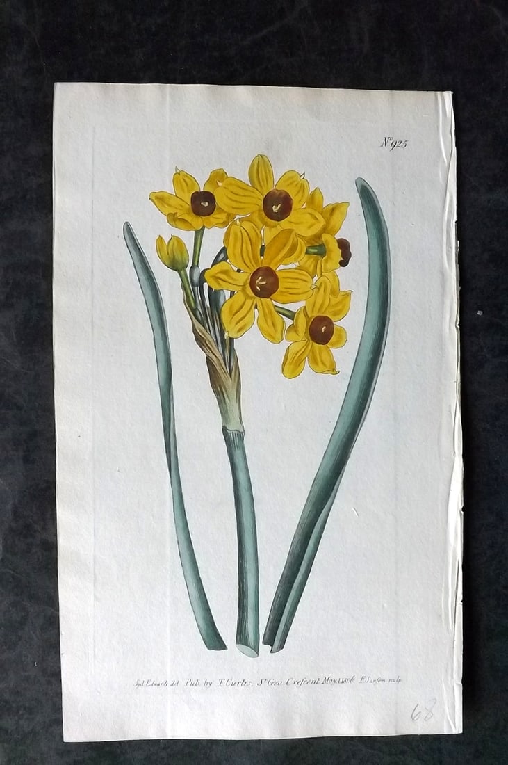 Curtis, William 1806 HCol Botanical. Polyanthus Narcissus 925: Hand Colored Engraving/Etching Published 1787-1904, London for "The Botanical Magazine; or Flower-Garden Displayed" and later "Curtis's Botanical Magazine..." by William Curtis, continued by John Simm