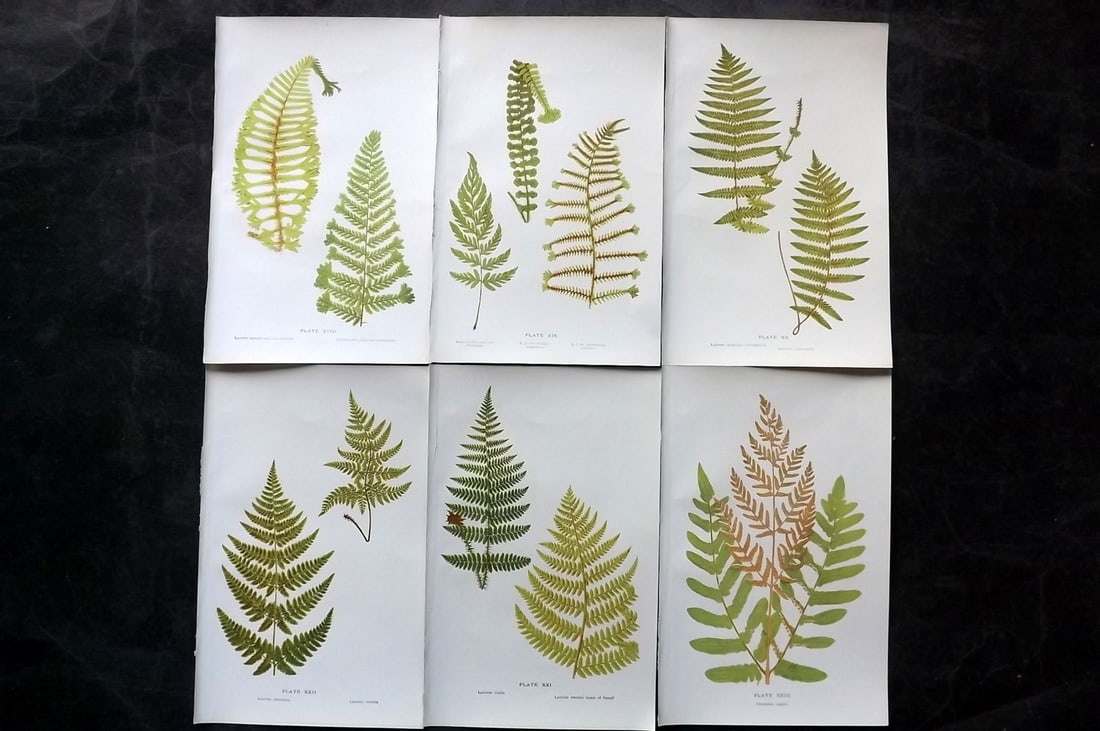 Druery, Charles C1910 Lot of 6 Antique Fern Prints: Chromolithographs Published C1910, London for "British Ferns and Their Varieties" by Charles Druery. Paper Size: 8.5 x 5 inch (22 x 13cm) Unrelated text to reverse. Good Condition