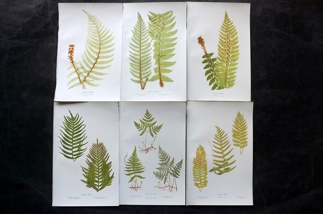 Druery, Charles C1910 Lot of 6 Antique Fern Prints: Chromolithographs Published C1910, London for "British Ferns and Their Varieties" by Charles Druery. Paper Size: 8.5 x 5 inch (22 x 13cm) Unrelated text to reverse. Good Condition