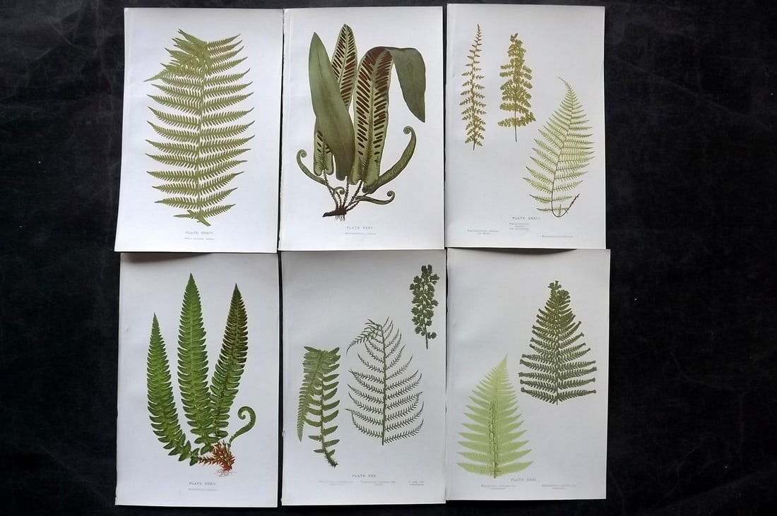 Druery, Charles C1910 Lot of 6 Antique Fern Prints: Chromolithographs Published C1910, London for "British Ferns and Their Varieties" by Charles Druery. Paper Size: 8.5 x 5 inch (22 x 13cm) Unrelated text to reverse. Good Condition