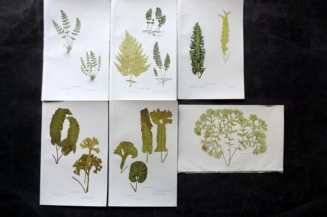 Druery, Charles C1910 Lot of 6 Antique Fern Prints: Chromolithographs Published C1910, London for "British Ferns and Their Varieties" by Charles Druery. Paper Size: 8.5 x 5 inch (22 x 13cm) Unrelated text to reverse. Good Condition