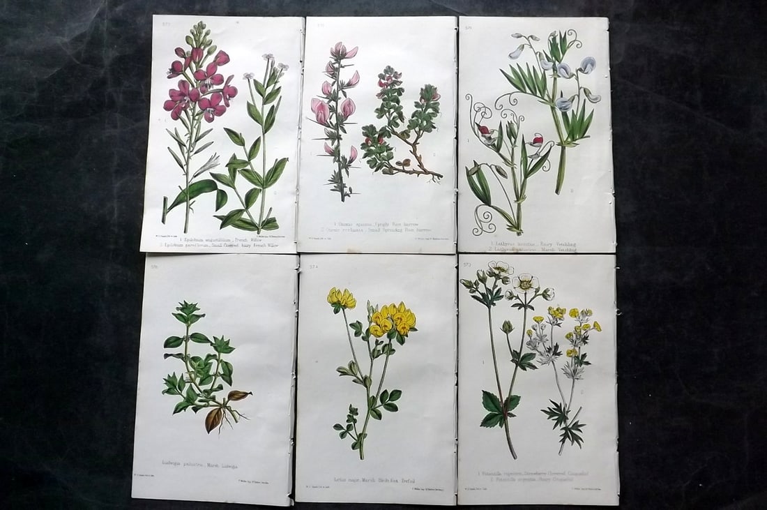 Hogg & Johnson C1870 Lot of 6 Hand Col Botanical Prints: Hand Coloured Lithographs Published 1863-1880, London for "The Wild Flowers of Great Britain" by Robert Hogg & George W. Johnson. Paper Size: 9 x 5.5 inch (23 x 14cm) Good Condition