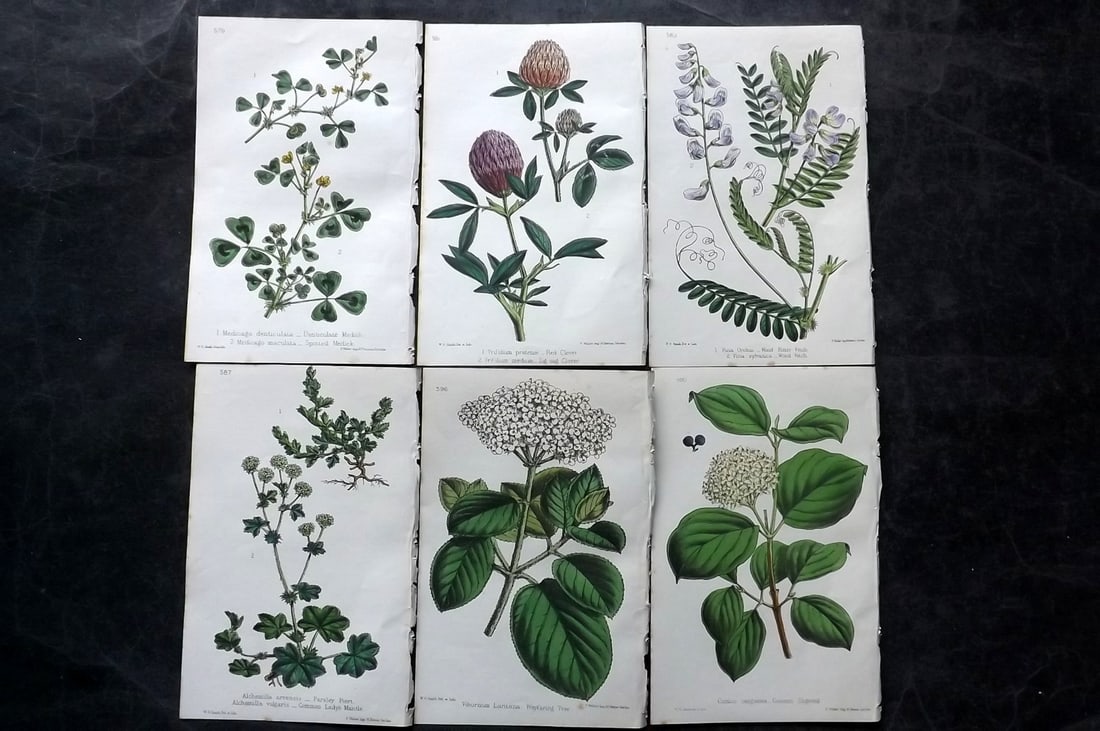 Hogg & Johnson C1870 Lot of 6 Hand Col Botanical Prints: Hand Coloured Lithographs Published 1863-1880, London for "The Wild Flowers of Great Britain" by Robert Hogg & George W. Johnson. Paper Size: 9 x 5.5 inch (23 x 14cm) Good Condition