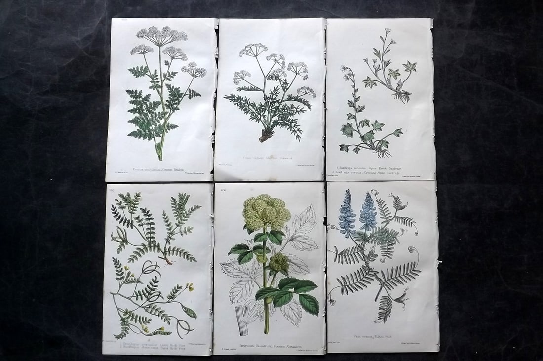 Hogg & Johnson C1870 Lot of 6 Hand Col Botanical Prints: Hand Coloured Lithographs Published 1863-1880, London for "The Wild Flowers of Great Britain" by Robert Hogg & George W. Johnson. Paper Size: 9 x 5.5 inch (23 x 14cm) Good Condition