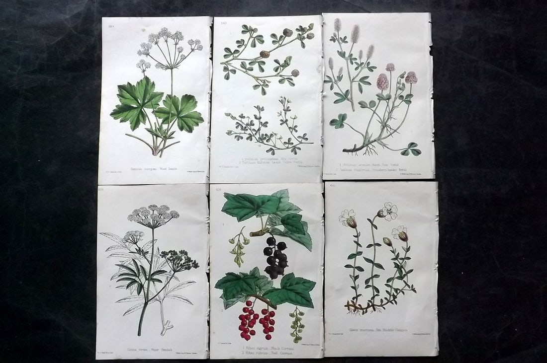 Hogg & Johnson C1870 Lot of 6 Hand Col Botanical Prints: Hand Coloured Lithographs Published 1863-1880, London for "The Wild Flowers of Great Britain" by Robert Hogg & George W. Johnson. Paper Size: 9 x 5.5 inch (23 x 14cm) Good Condition