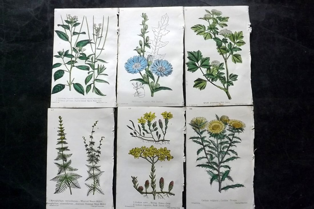 Hogg & Johnson C1870 Lot of 6 Hand Col Botanical Prints: Hand Coloured Lithographs Published 1863-1880, London for "The Wild Flowers of Great Britain" by Robert Hogg & George W. Johnson. Paper Size: 9 x 5.5 inch (23 x 14cm) Good Condition