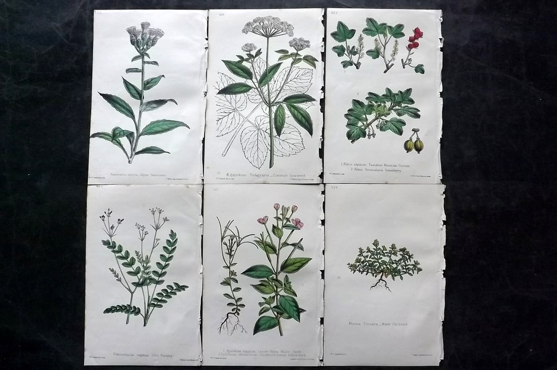 Hogg & Johnson C1870 Lot of 6 Hand Col Botanical Prints: Hand Coloured Lithographs Published 1863-1880, London for "The Wild Flowers of Great Britain" by Robert Hogg & George W. Johnson. Paper Size: 9 x 5.5 inch (23 x 14cm) Good Condition