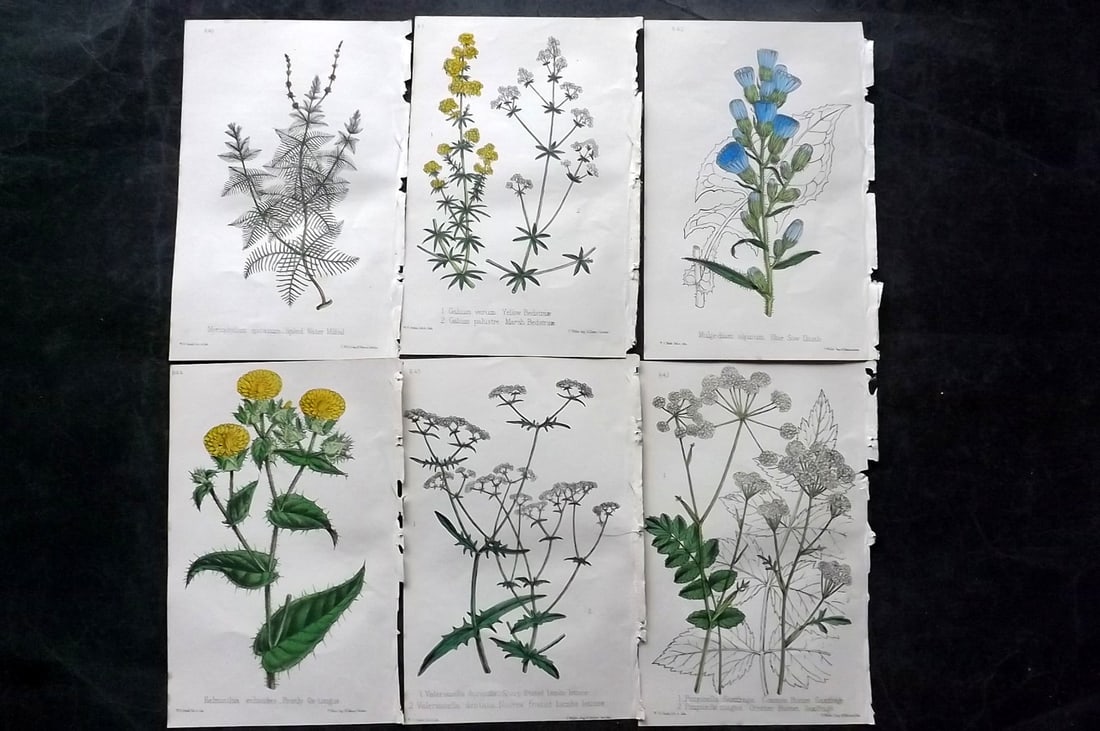 Hogg & Johnson C1870 Lot of 6 Hand Col Botanical Prints: Hand Coloured Lithographs Published 1863-1880, London for "The Wild Flowers of Great Britain" by Robert Hogg & George W. Johnson. Paper Size: 9 x 5.5 inch (23 x 14cm) Good Condition