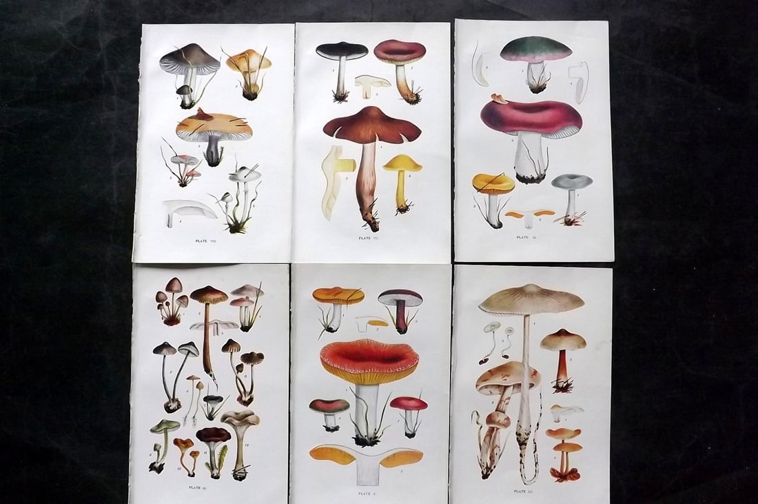 Massee, George 1911 Lot of 6 Antique Mushroom Prints: Offset Lithograph Published 1911, London for "British Fungi With a Chapter on Lichens" by George Massee. Paper Size: 8 x 5.5 inch (20 x 14cm) Good Condition