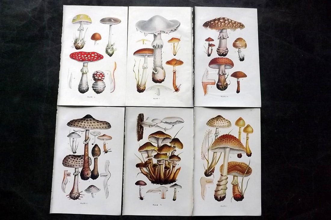 Massee, George 1911 Lot of 6 Antique Mushroom Prints: Offset Lithograph Published 1911, London for "British Fungi With a Chapter on Lichens" by George Massee. Paper Size: 8 x 5.5 inch (20 x 14cm) Good Condition