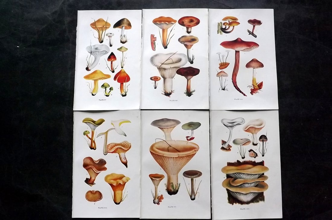 Massee, George 1911 Lot of 6 Antique Mushroom Prints: Offset Lithograph Published 1911, London for "British Fungi With a Chapter on Lichens" by George Massee. Paper Size: 8 x 5.5 inch (20 x 14cm) Good Condition
