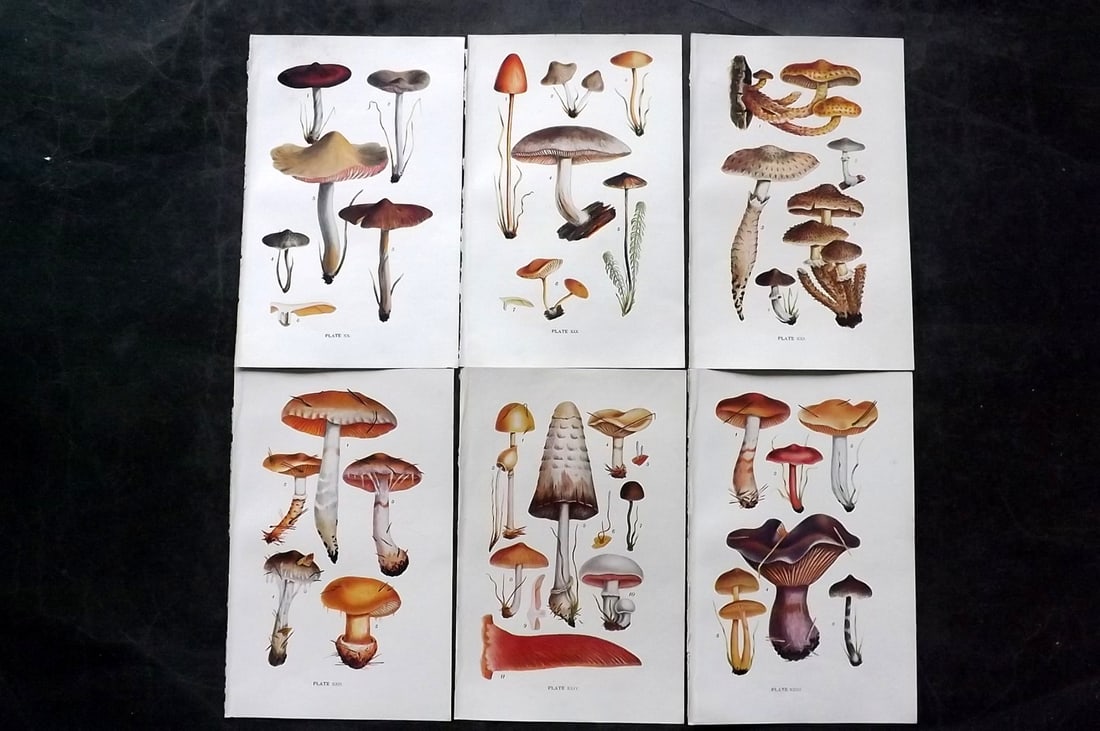 Massee, George 1911 Lot of 6 Antique Mushroom Prints: Offset Lithograph Published 1911, London for "British Fungi With a Chapter on Lichens" by George Massee. Paper Size: 8 x 5.5 inch (20 x 14cm) Good Condition