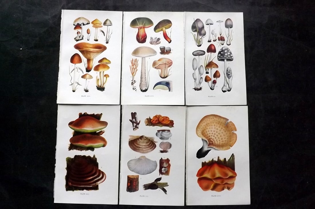 Massee, George 1911 Lot of 6 Antique Mushroom Prints: Offset Lithograph Published 1911, London for "British Fungi With a Chapter on Lichens" by George Massee. Paper Size: 8 x 5.5 inch (20 x 14cm) Good Condition