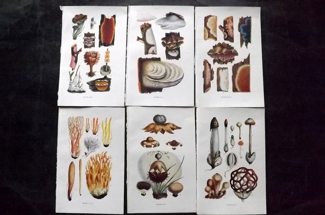 Massee, George 1911 Lot of 6 Antique Mushroom Prints: Offset Lithograph Published 1911, London for "British Fungi With a Chapter on Lichens" by George Massee. Paper Size: 8 x 5.5 inch (20 x 14cm) Good Condition