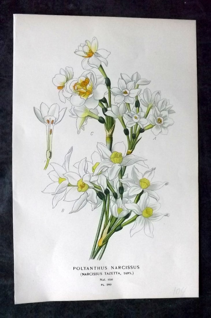 Step, Edward 1897 Botanical Print. Polyanthus Narcissus: Chromolithographs Published 1896-97 by Frederick Warne & Co., London for "Favourite Flowers of Garden and Greenhouse" by Edward Step and William Watson. Paper Size: 9.5 x 6 inch (24 x 15cm) Good Condi