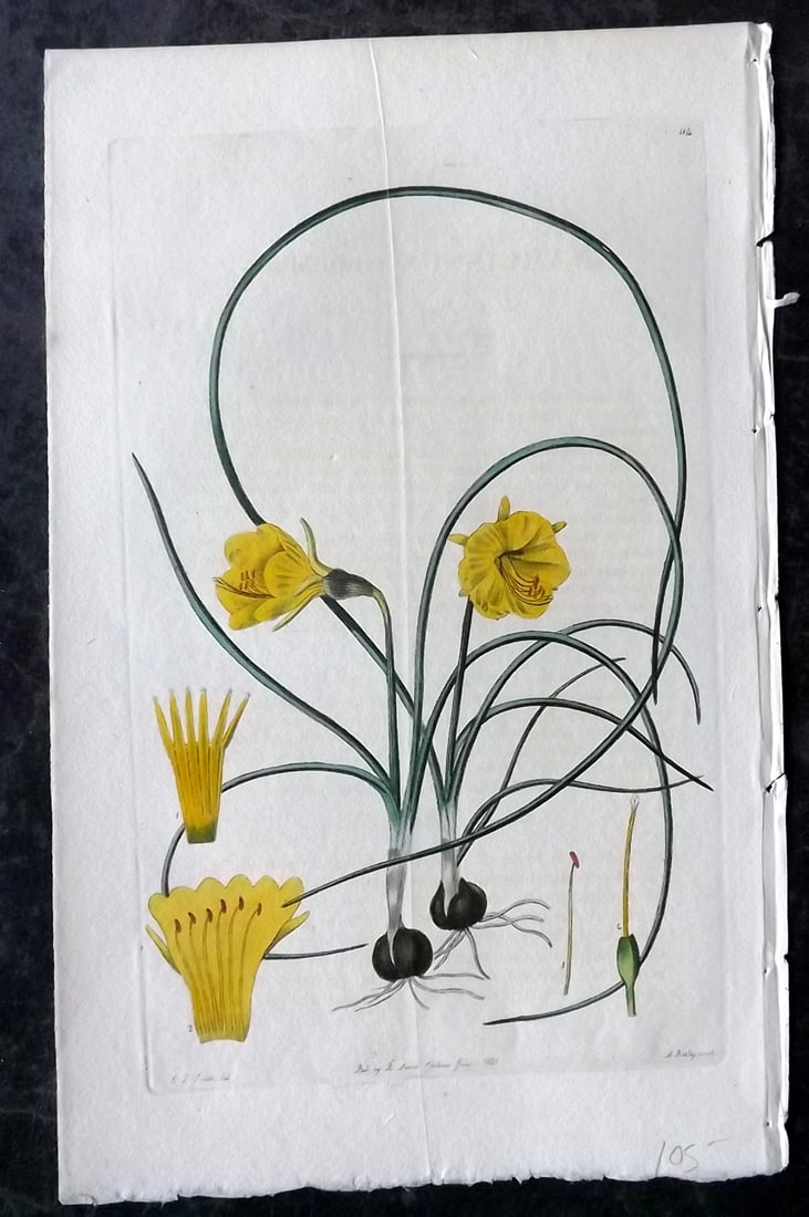 Sweet, Robert C1830 Hand Col Botanical. Slender Leaved Narcissus 114 (1 of 1)