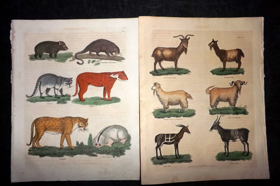 Buffon & Smellie 1834 Pair of Hand Col Natural History Prints: Hand Colored Copper Plate Published 1834 by Thomas Kelly, London for "A Natural History, General and Particular..." by The Comte de Buffon and William Smellie. Paper Size: 10.5 x 8 inch (27 x 21cm) Mi