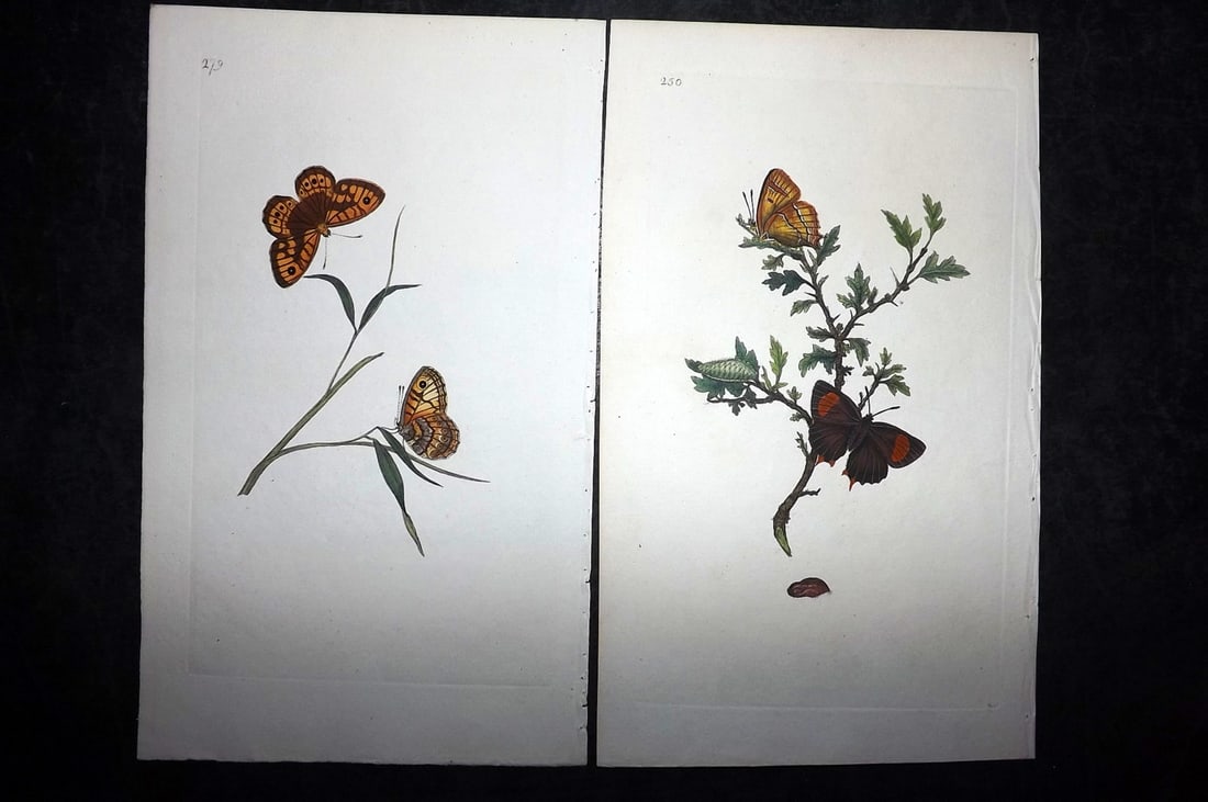 Donovan, Edward C1800 Pair of Hand Col Butterfly Prints: Hand Colored Etchings Published 1796-1813, London for "The Natural History of British Insects" by Edward Donovan. With accompanying descriptive text. Paper Size: 9.5 x 6 inch (24 x 15cm) Good Conditio
