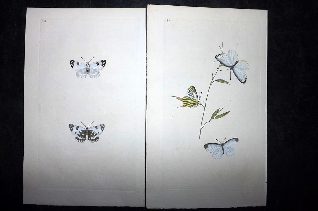 Donovan, Edward C1800 Pair of Hand Col Butterfly Prints: Hand Colored Etchings Published 1796-1813, London for "The Natural History of British Insects" by Edward Donovan. With accompanying descriptive text. Paper Size: 9.5 x 6 inch (24 x 15cm) Good Conditio